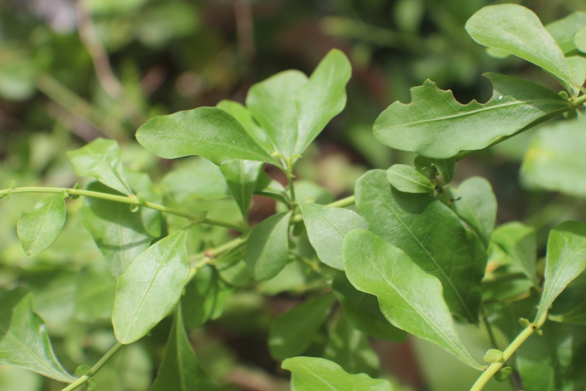 Plumbago auriculata Lam.